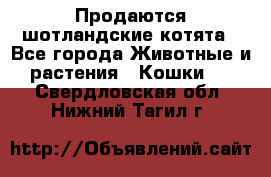 Продаются шотландские котята - Все города Животные и растения » Кошки   . Свердловская обл.,Нижний Тагил г.